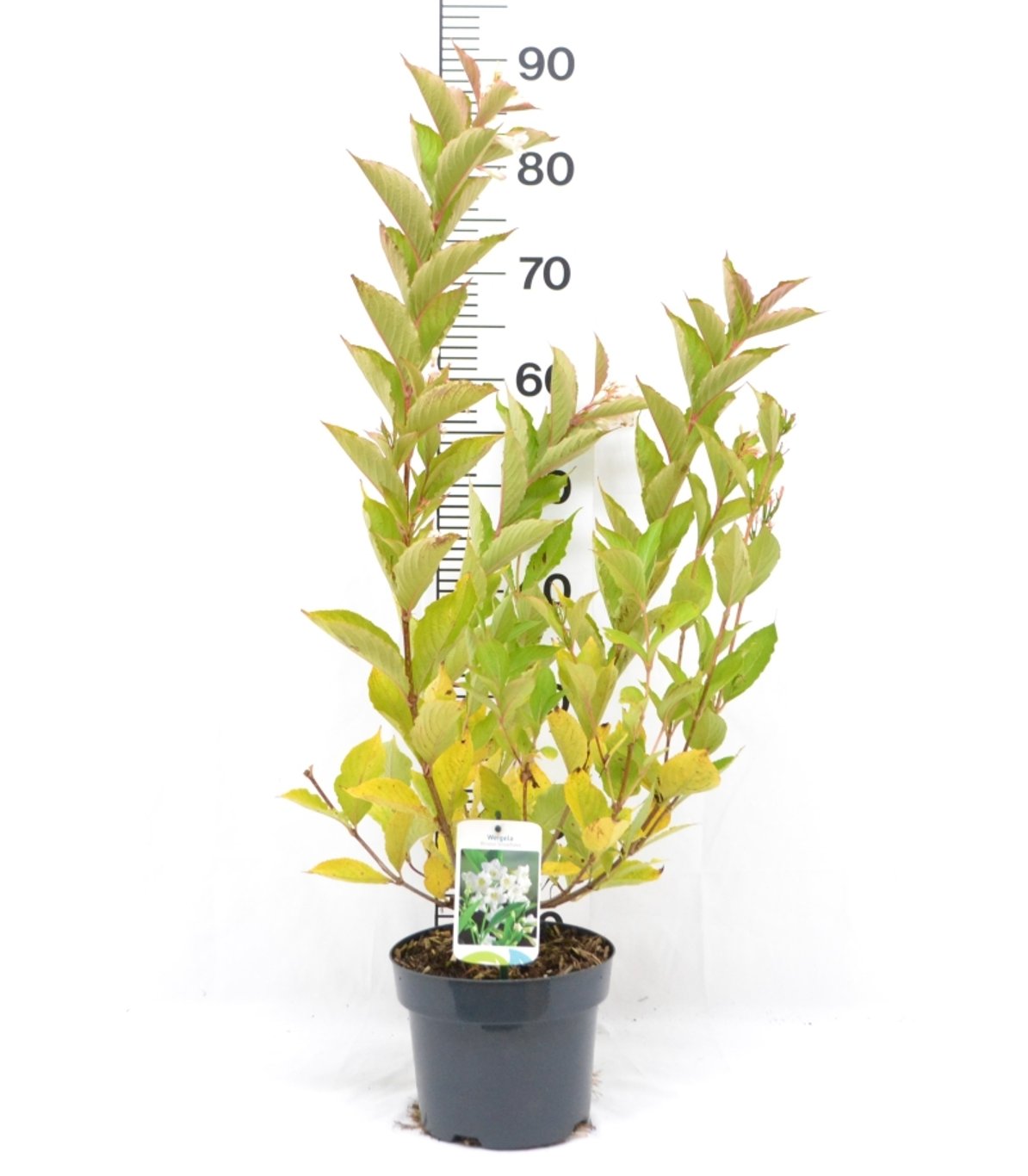 Weigela 'Bristol Snowflake' - C3 20-40 CM